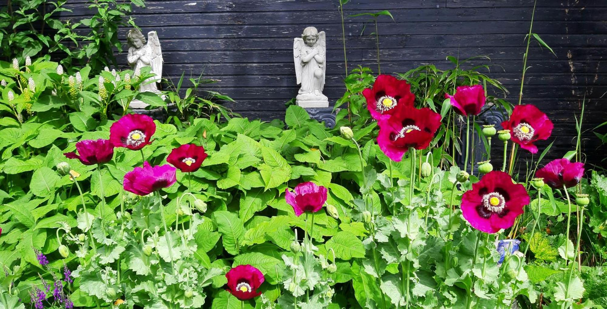 Tuinhuis Lutjewinkel Екстериор снимка